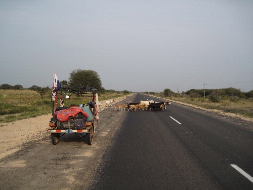 Letting The Wildlife Cross