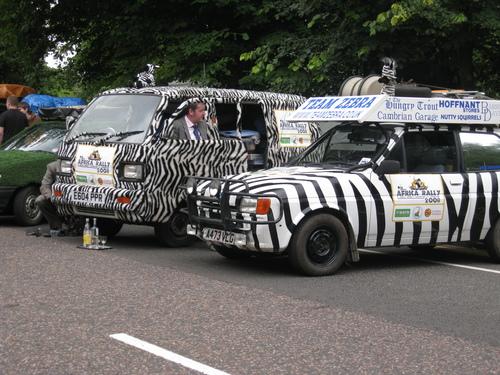 Close Zebras