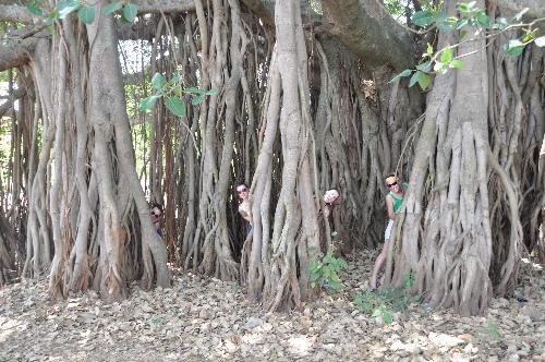 Girls in a tree??