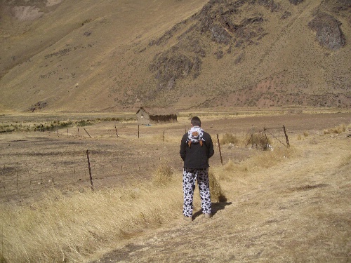 Cow Pissing in the Wind