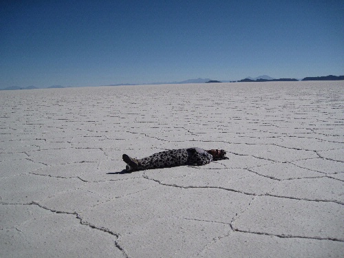 Sleeping Cow